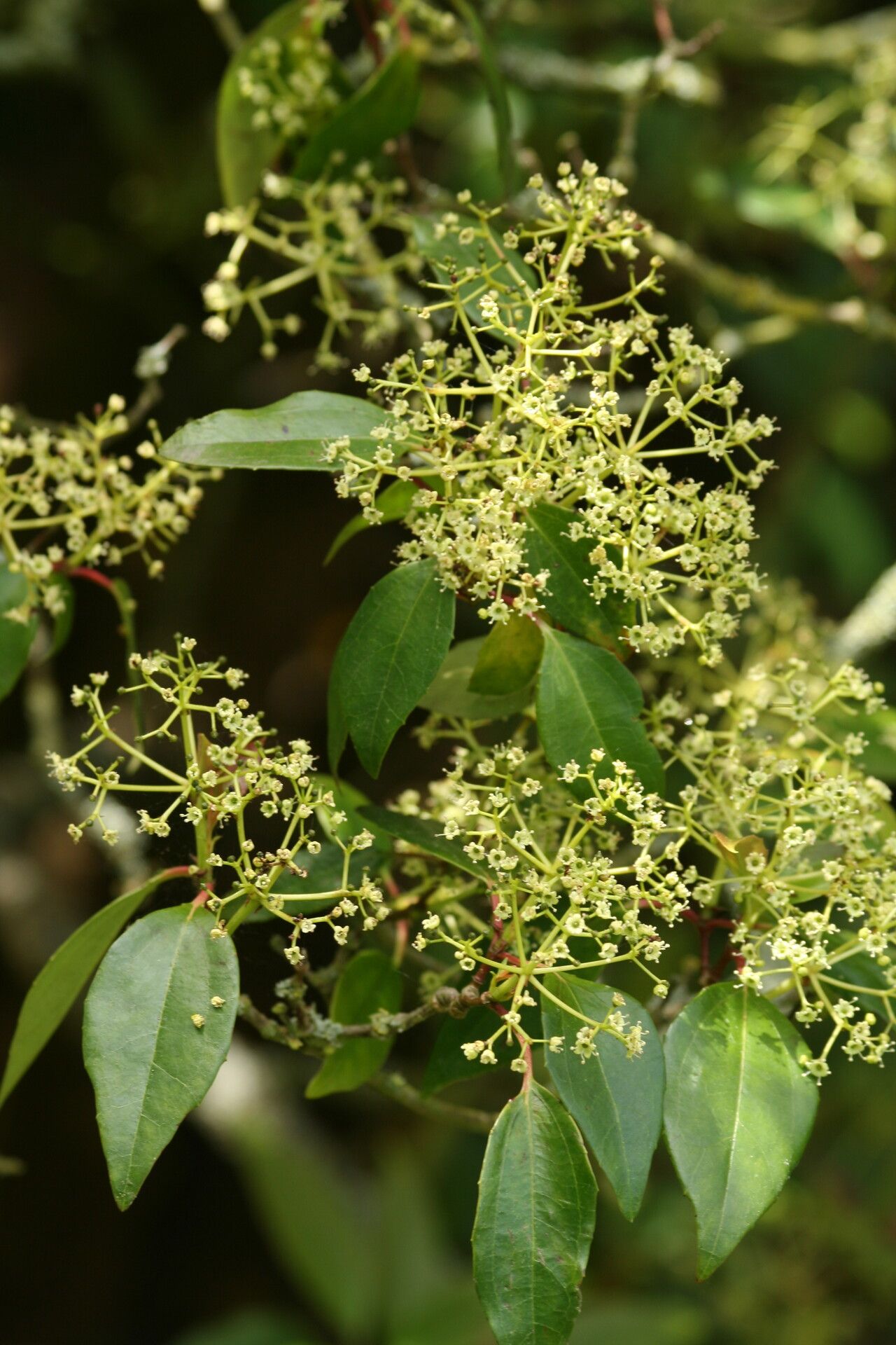 Viburnum propinquum flower