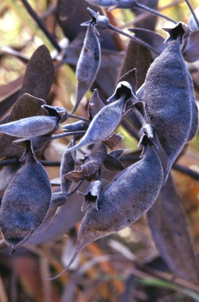 Baptisia bracteata fruit
