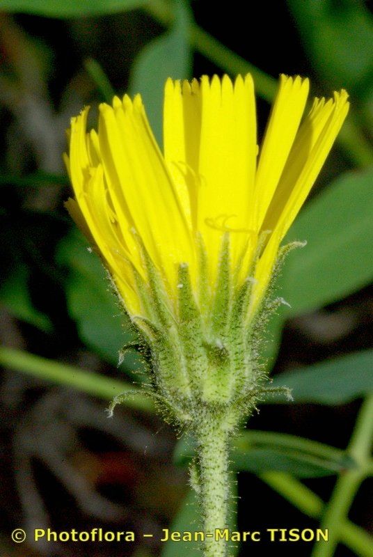 Hieracium cordatum flower