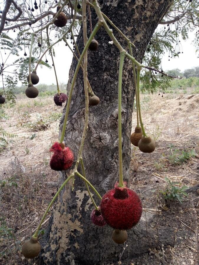Parkia biglobosa flower