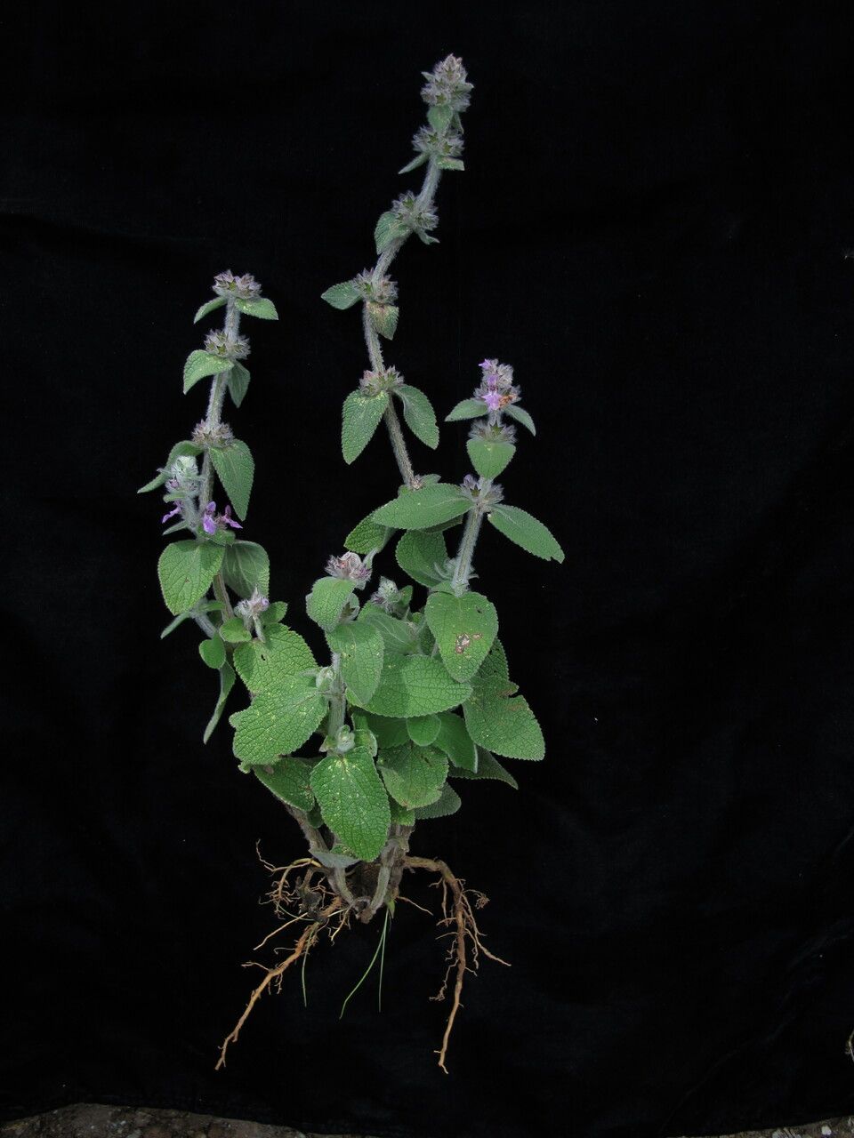 Stachys rigida habit
