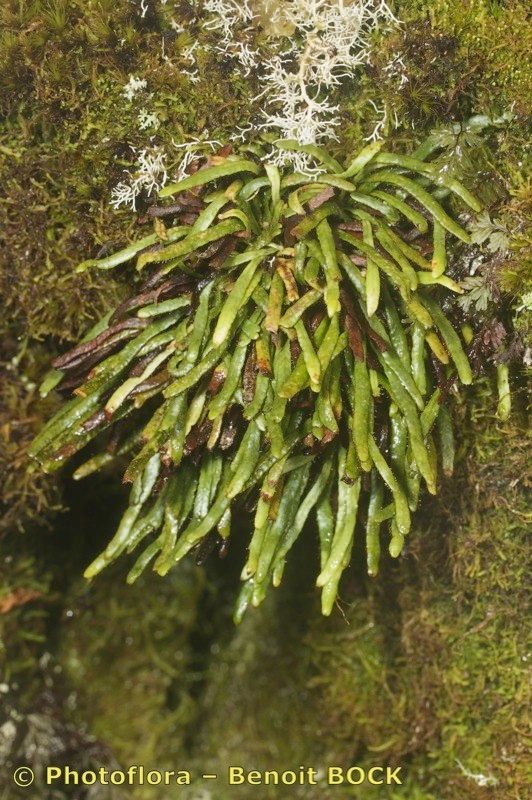 Ceradenia jungermannioides habit