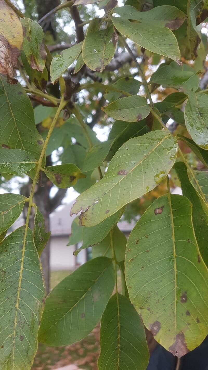 Juglans x intermedia leaf