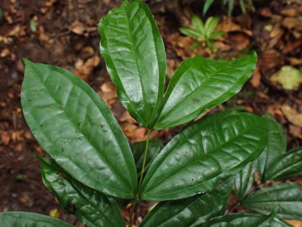 Strychnos ngouniensis — houseplant care guide