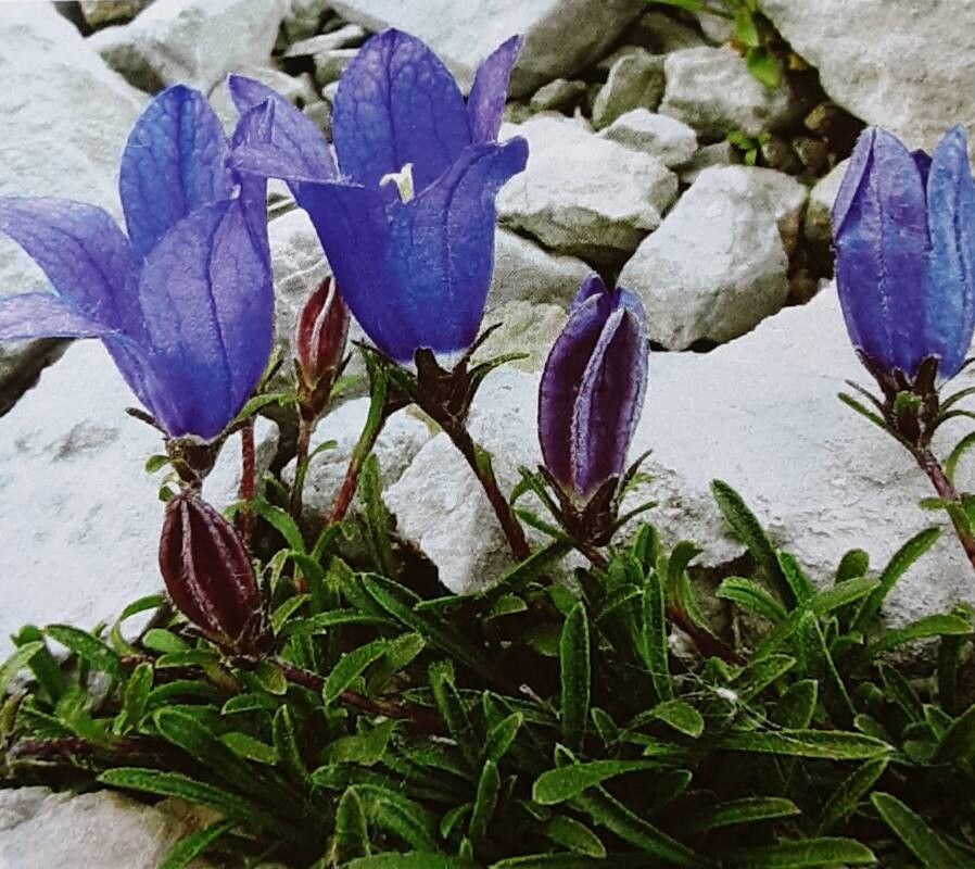 Edraianthus pilosulus — search result for 'Edraianthus'