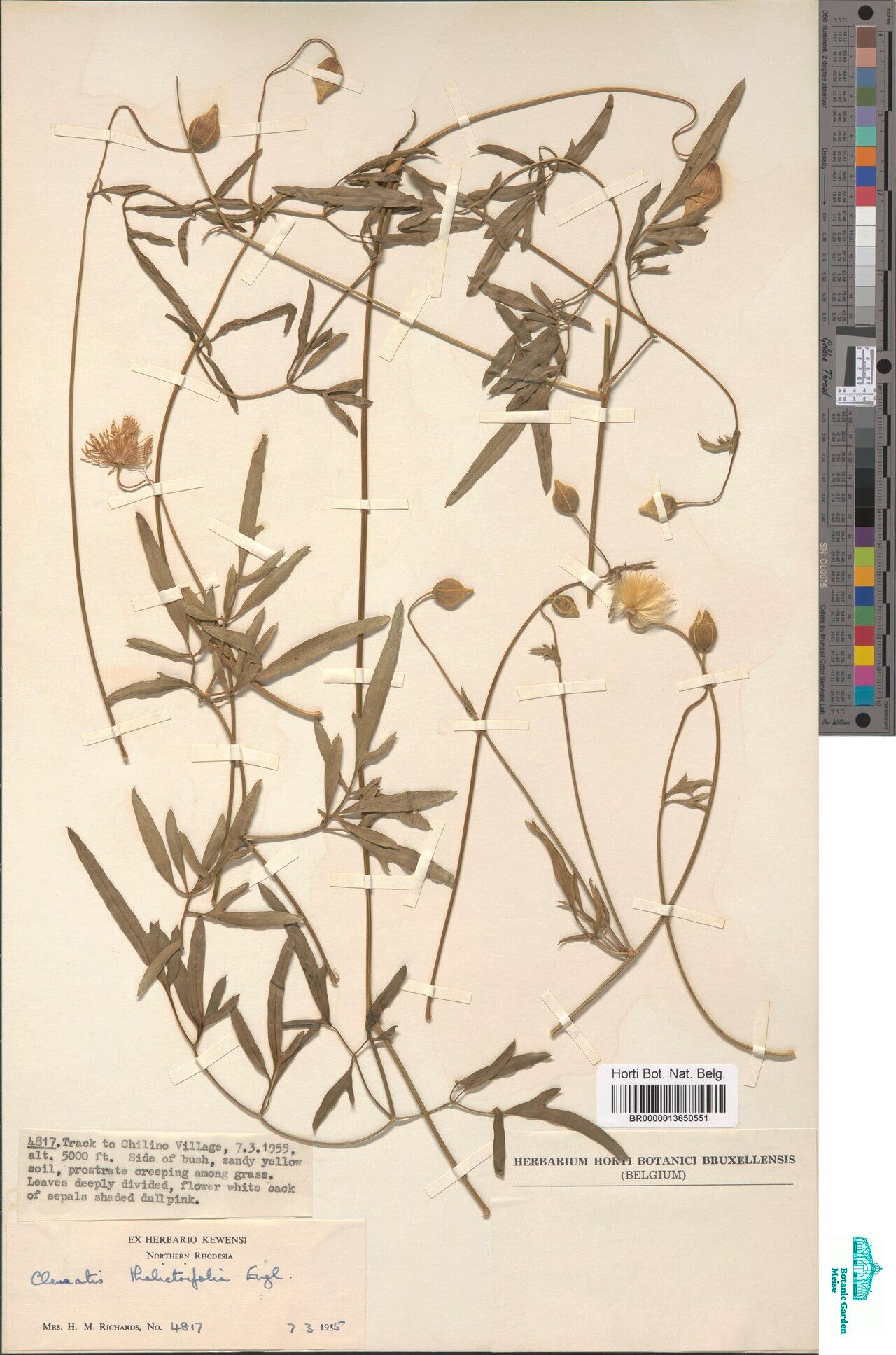 Clematis thalictrifolia — search result for 'Clematis'