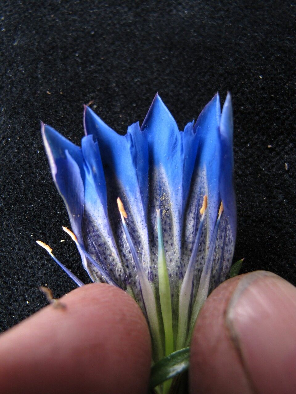 Gentiana obconica other