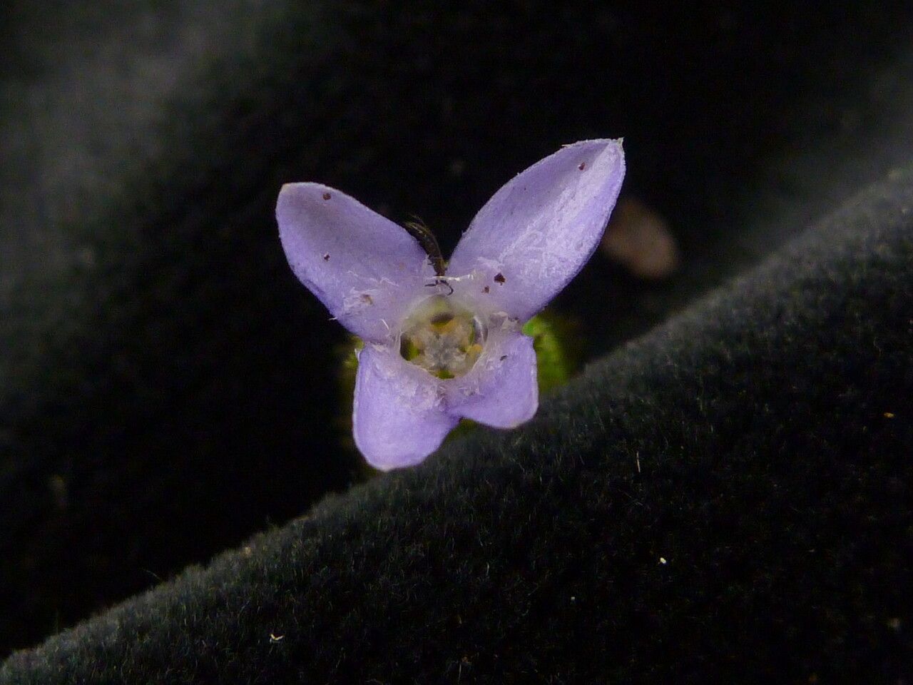 Cyananthus inflatus — related species from the same genus
