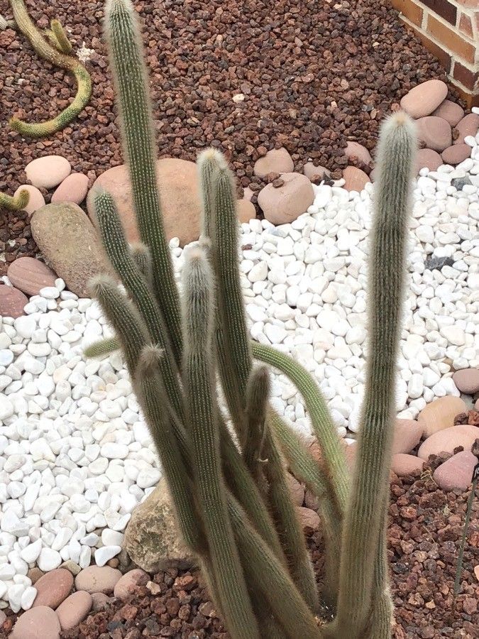 Cleistocactus hyalacanthus — search result for 'Cleistocactus'