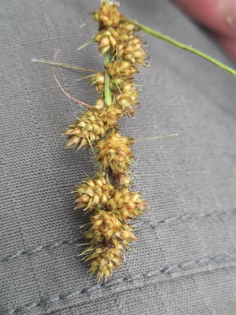 Carex annectens — houseplant care guide