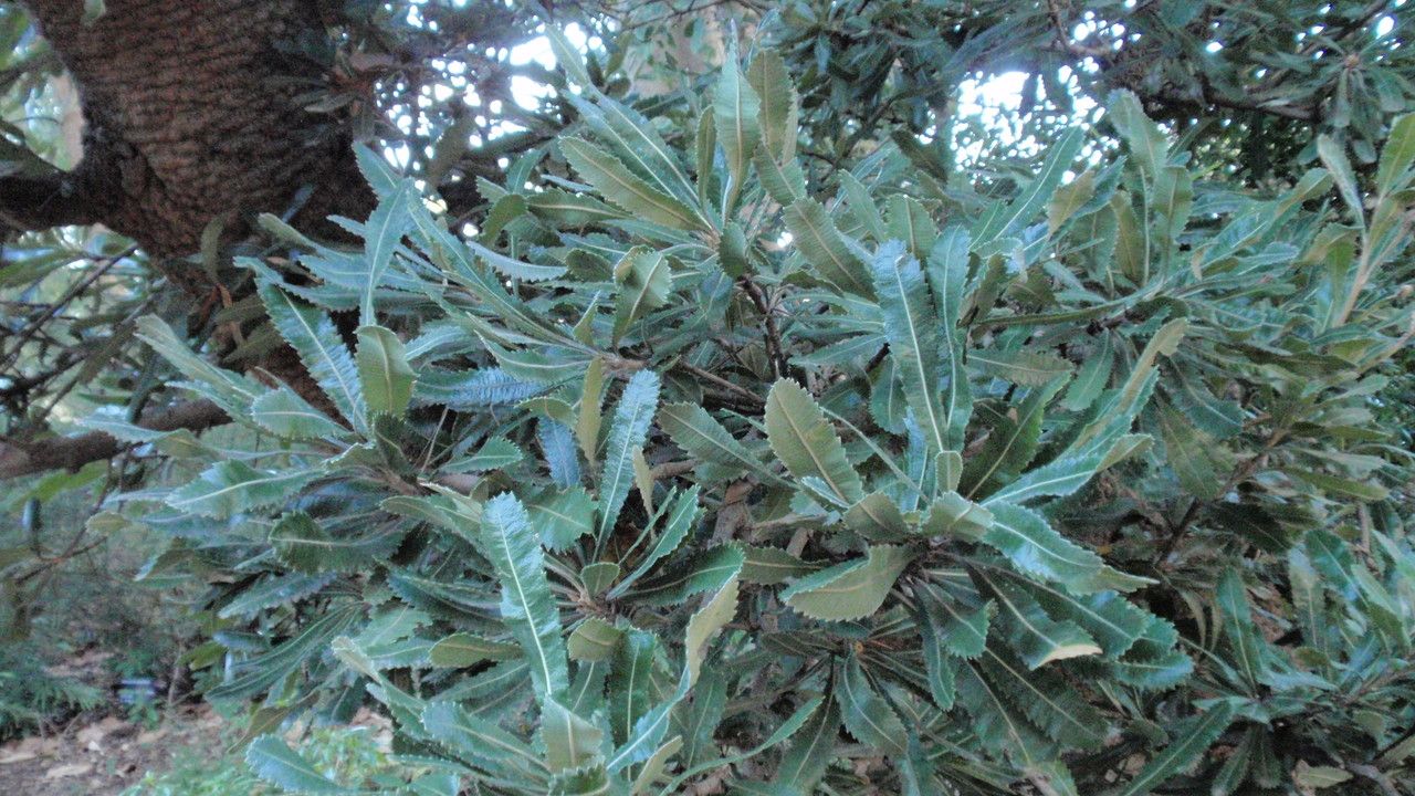 Banksia serrata — search result for 'Proteaceae'