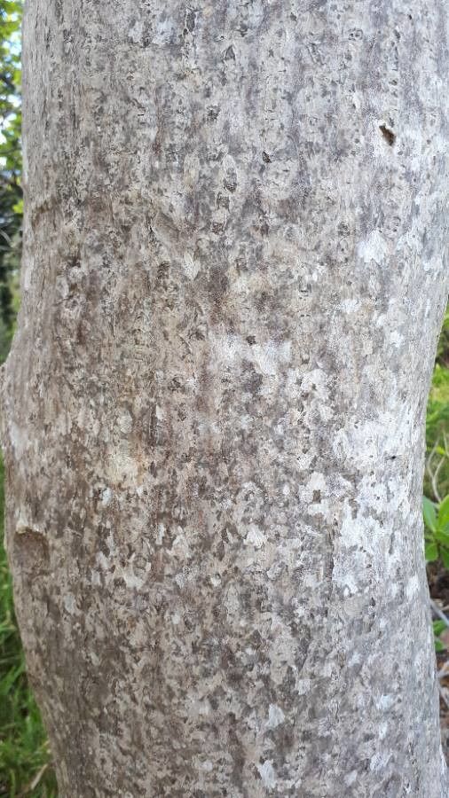 Hernandia nymphaeifolia bark