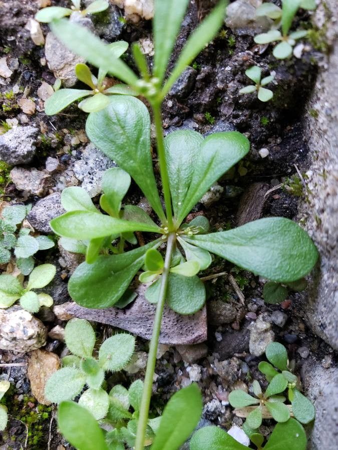 Mollugo verticillata leaf