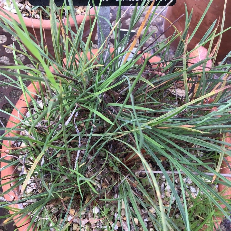 Armeria velutina — houseplant care guide