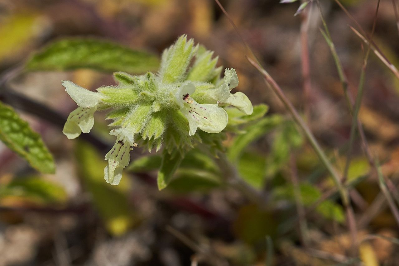 Stachys maritima flower