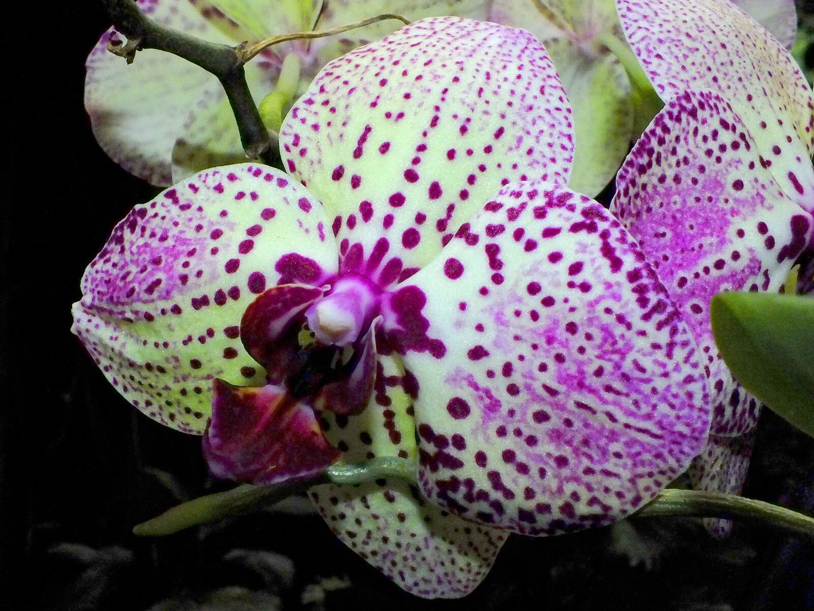 Phalaenopsis × singuliflora flower