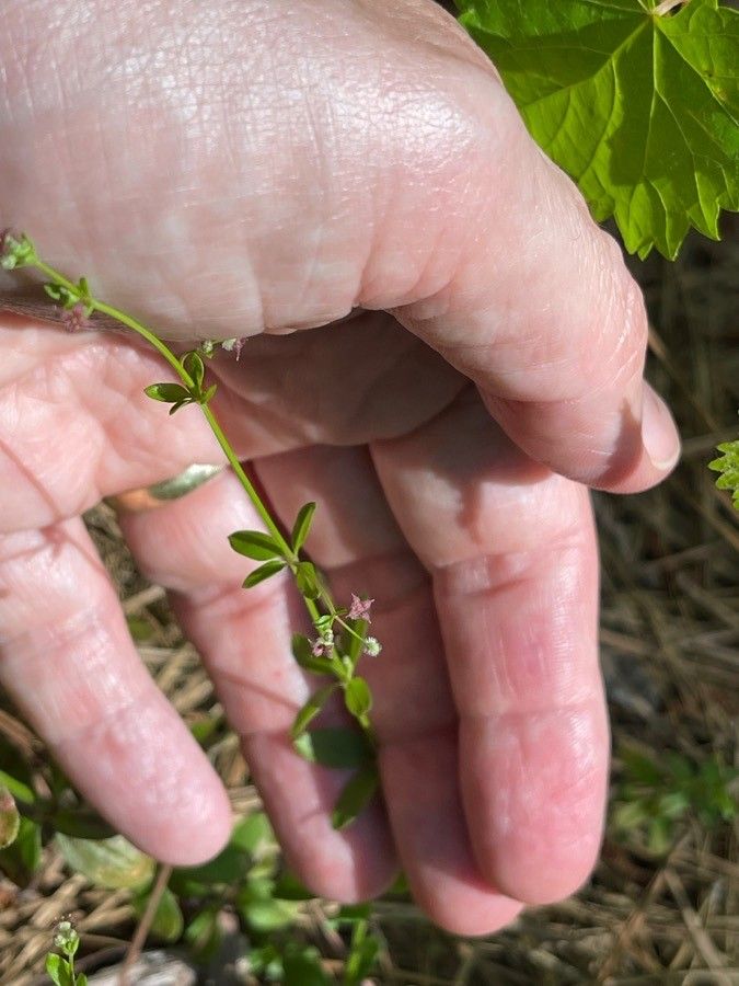 Galium pilosum — search result for 'Rubiaceae'