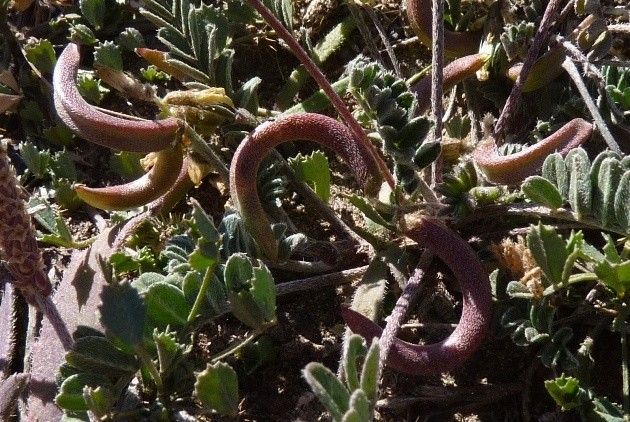 Astragalus solandri habit