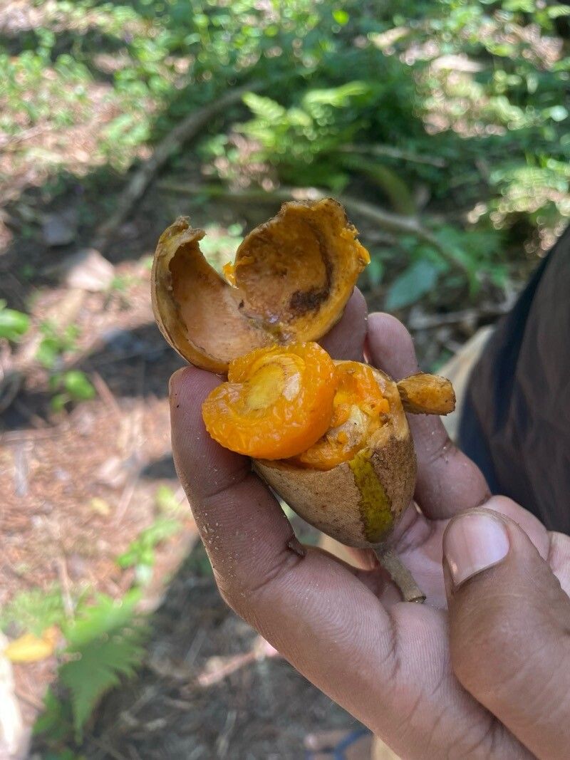 Swartzia oblata — houseplant care guide