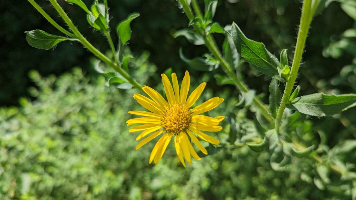 Heterotheca camporum flower