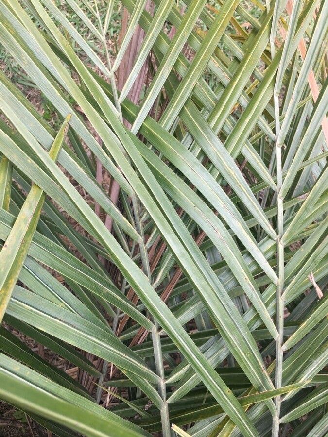 Syagrus werdermannii — houseplant care guide