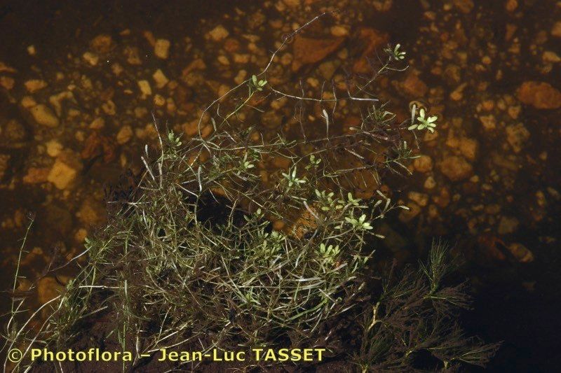 Callitriche hamulata habit