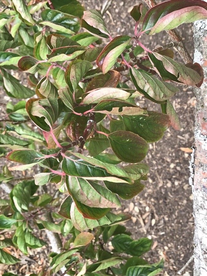 Cornus darvasica — search result for 'Cornus'