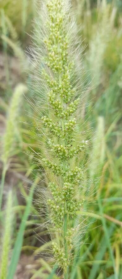 Setaria macrostachya fruit