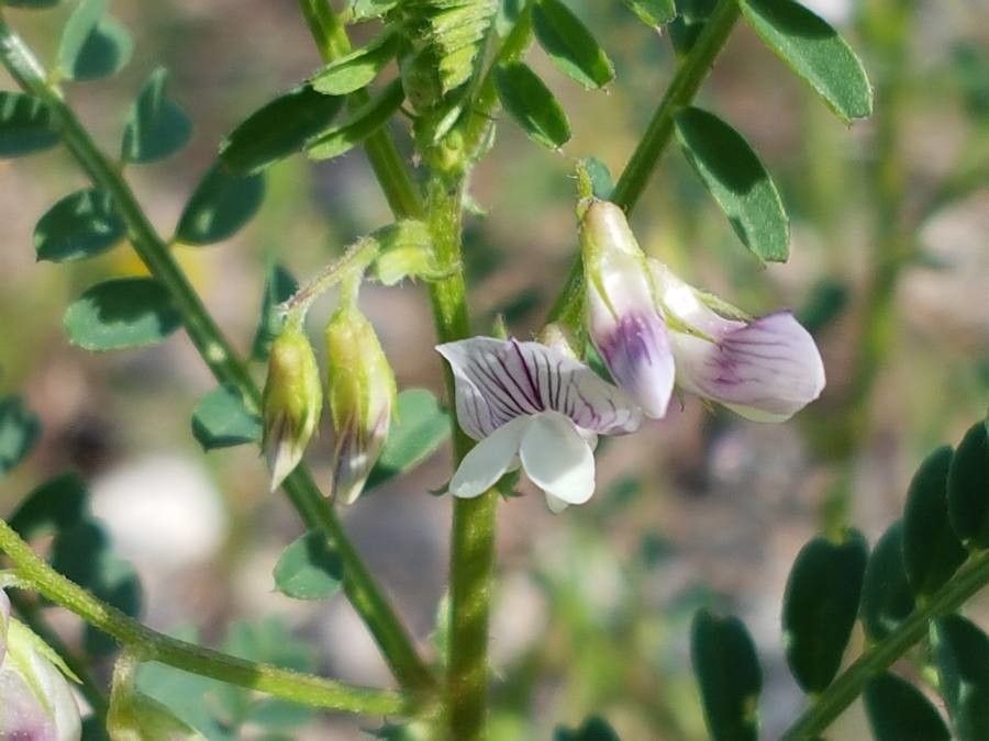 Vicia ervilia flower