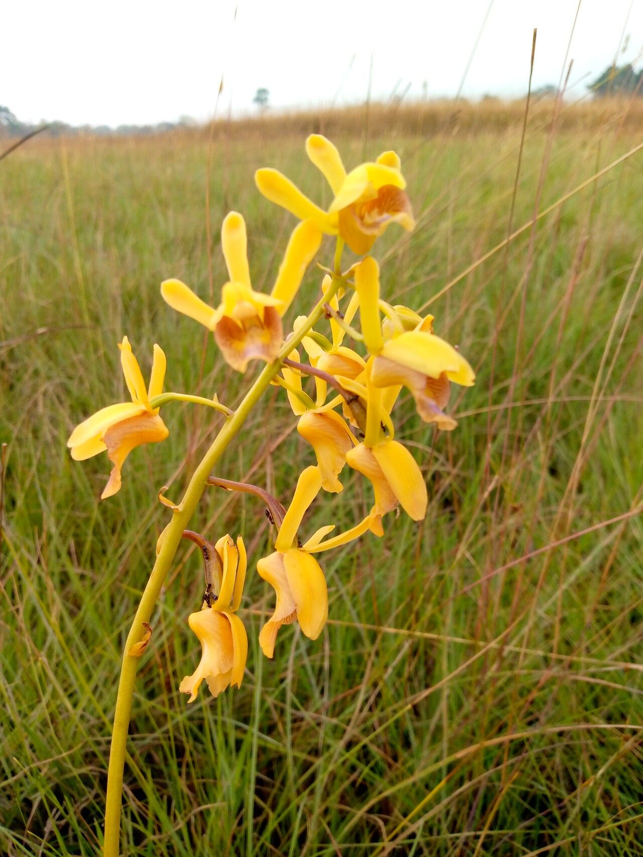 Eulophia angolensis flower