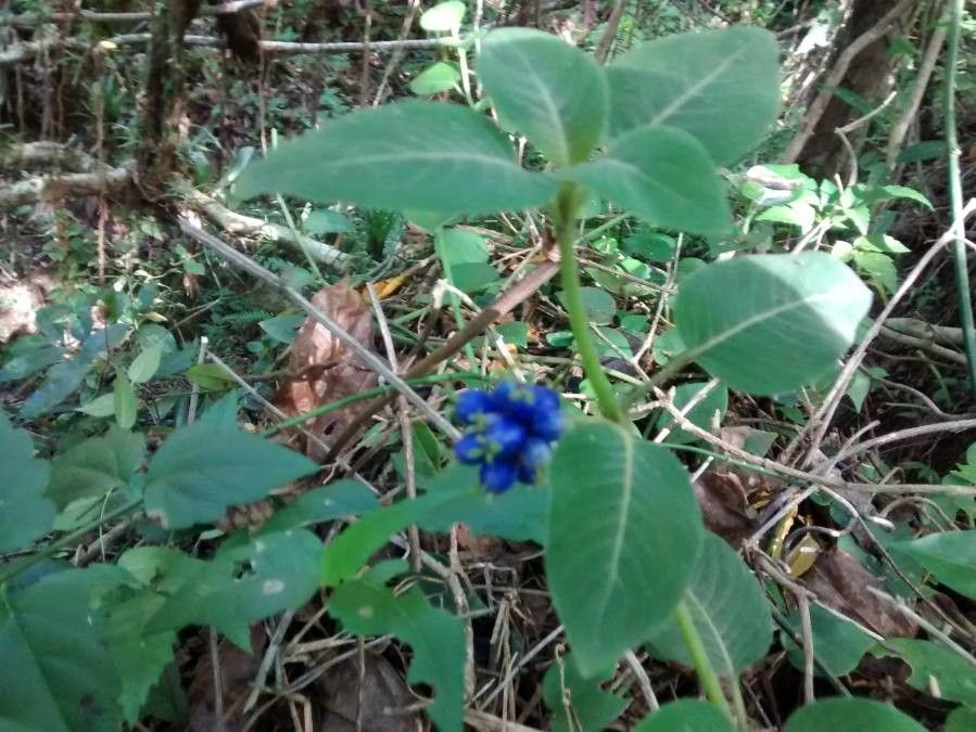 Cynoglossum grande — search result for 'Cynoglossum'