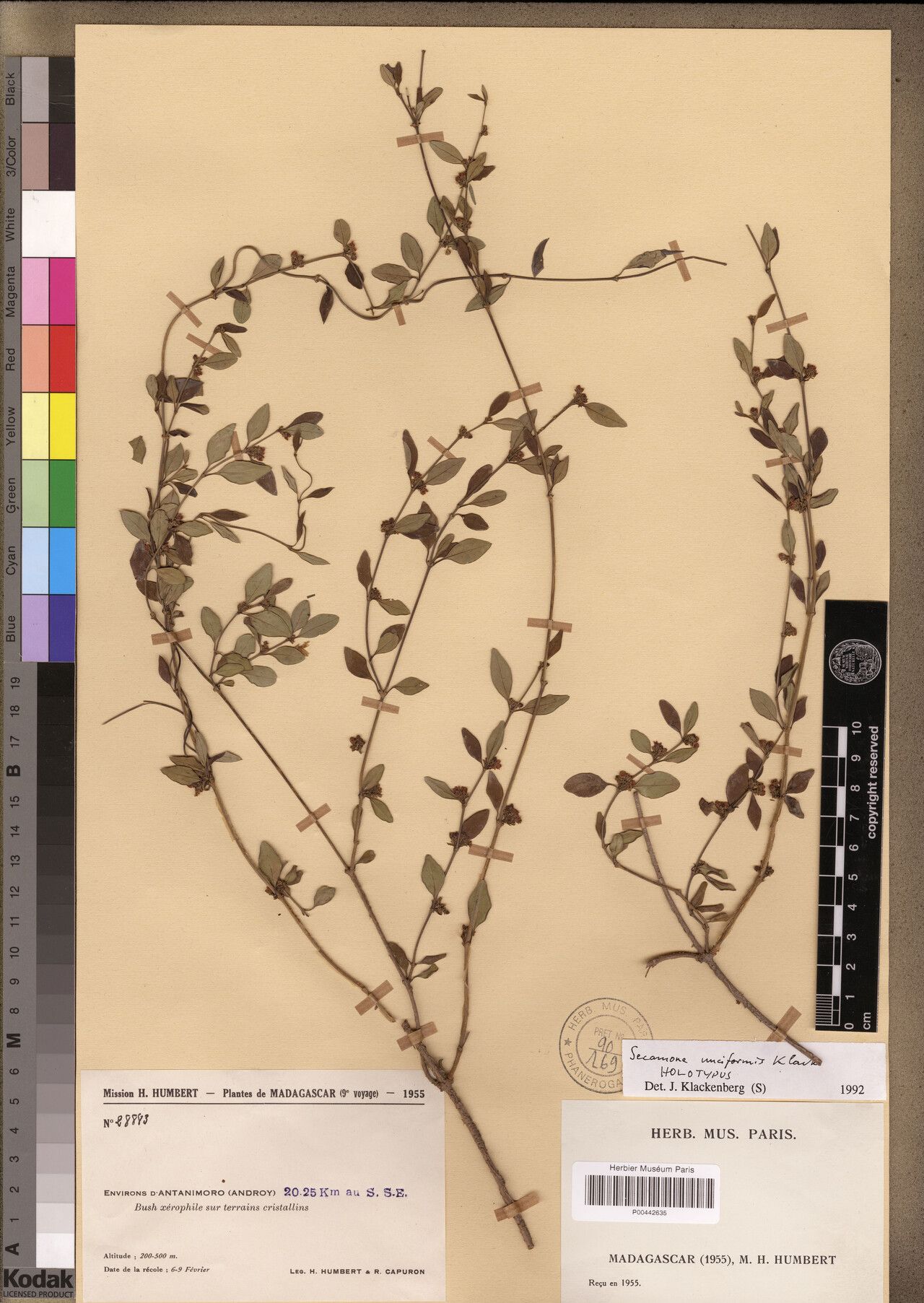 Secamone unciformis — houseplant care guide