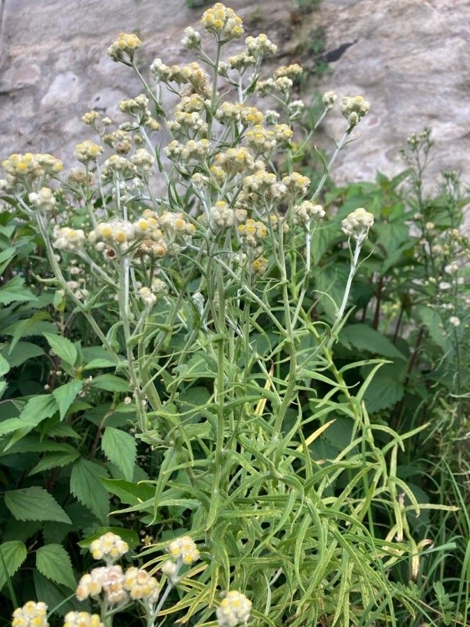 Pseudognaphalium viscosum flower