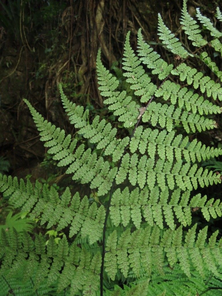 Diplazium rosenstockii — houseplant care guide