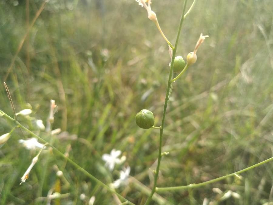 Anthericum ramosum fruit