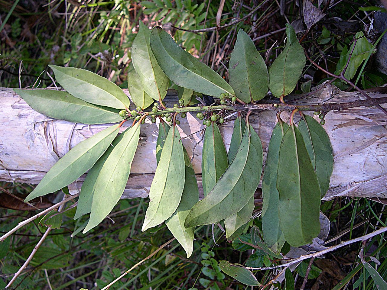 Xylosma lancifolia habit