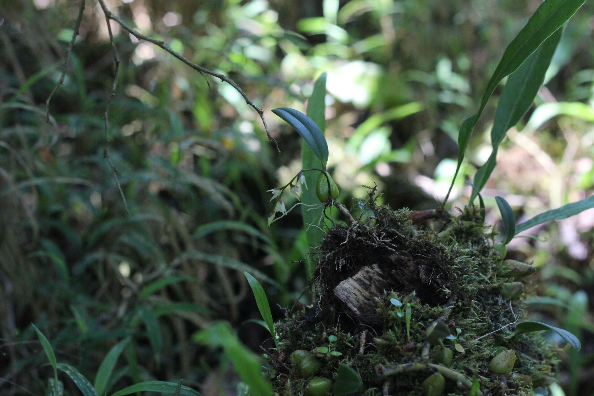 Bulbophyllum mediocre — houseplant care guide