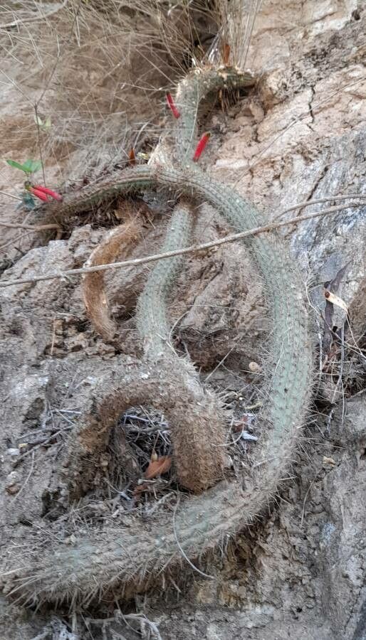 Cleistocactus smaragdiflorus habit