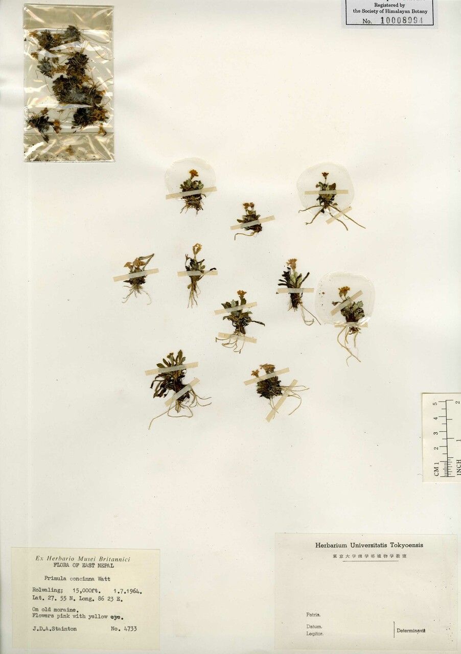 Primula concinna — houseplant care guide