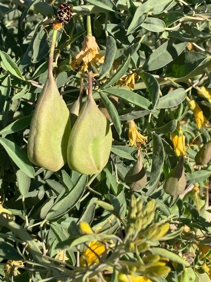 Peritoma arborea fruit