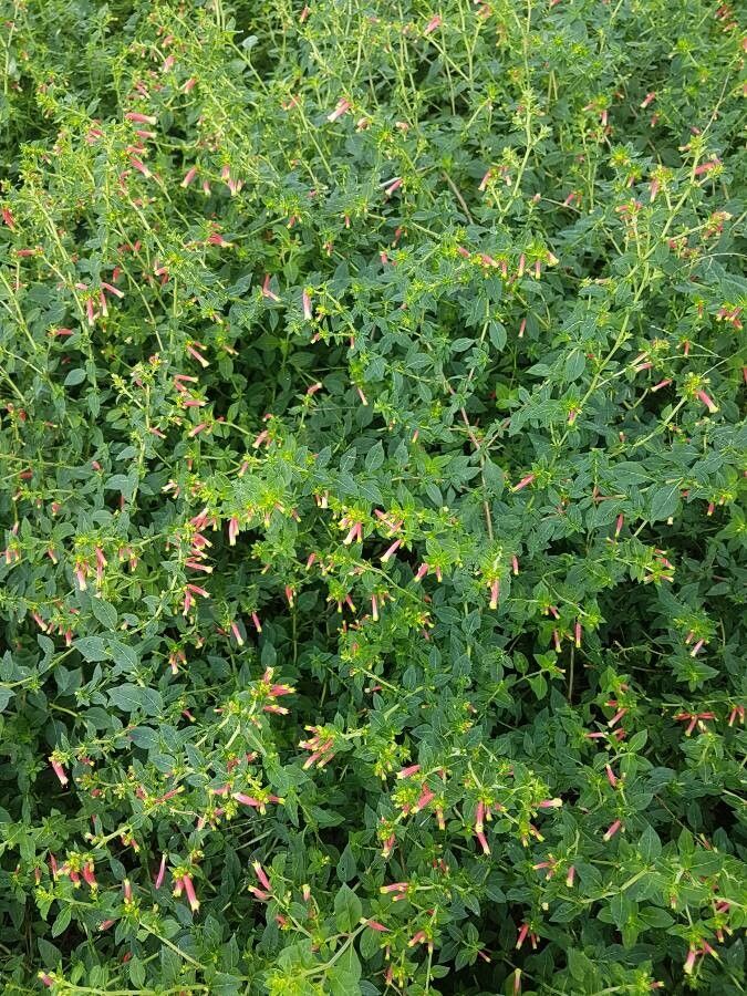 Cuphea procumbens habit
