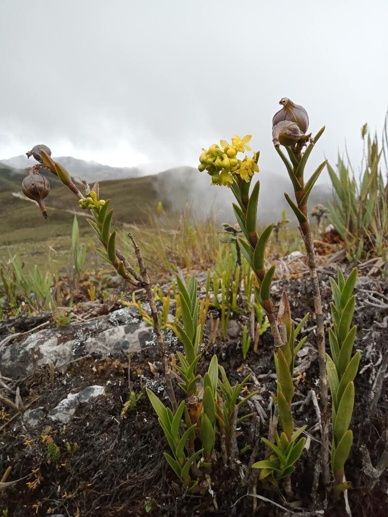 Epidendrum zipaquiranum habit