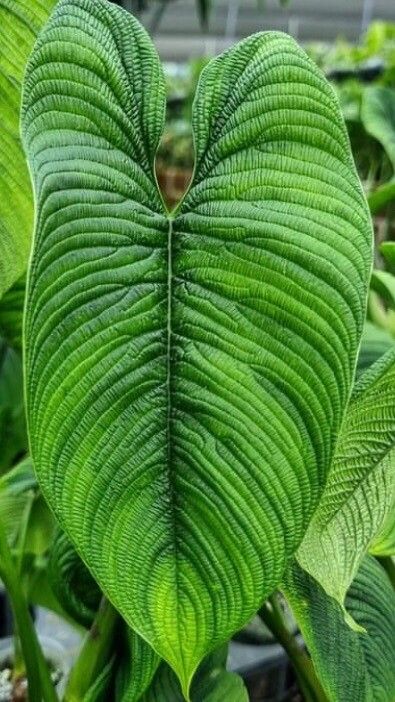 Philodendron lynnhannoniae leaf