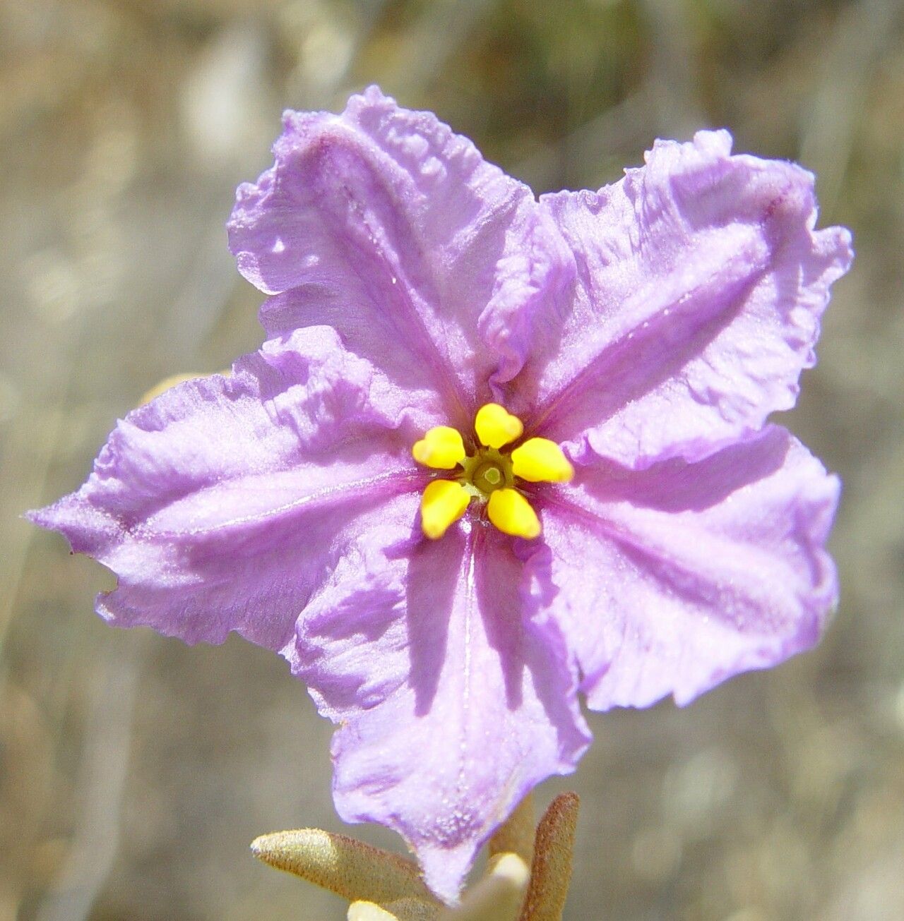 Solanum hesperium flower