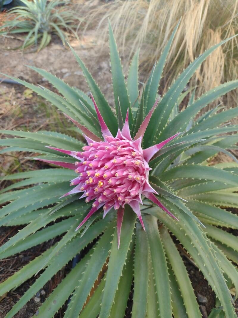 Ochagavia carnea flower