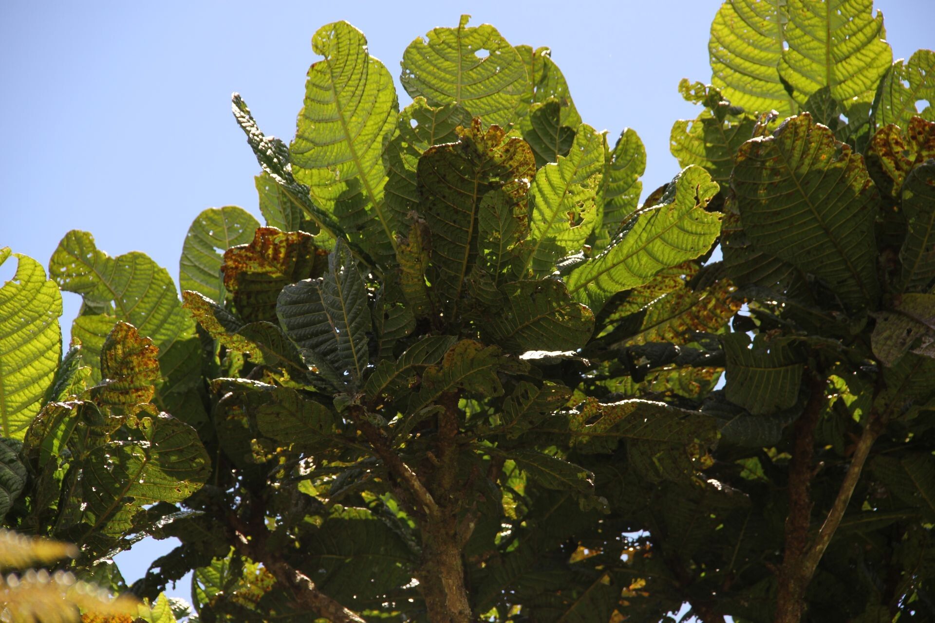 Sloanea magnifolia — houseplant care guide