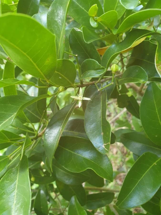 Acronychia laevis other