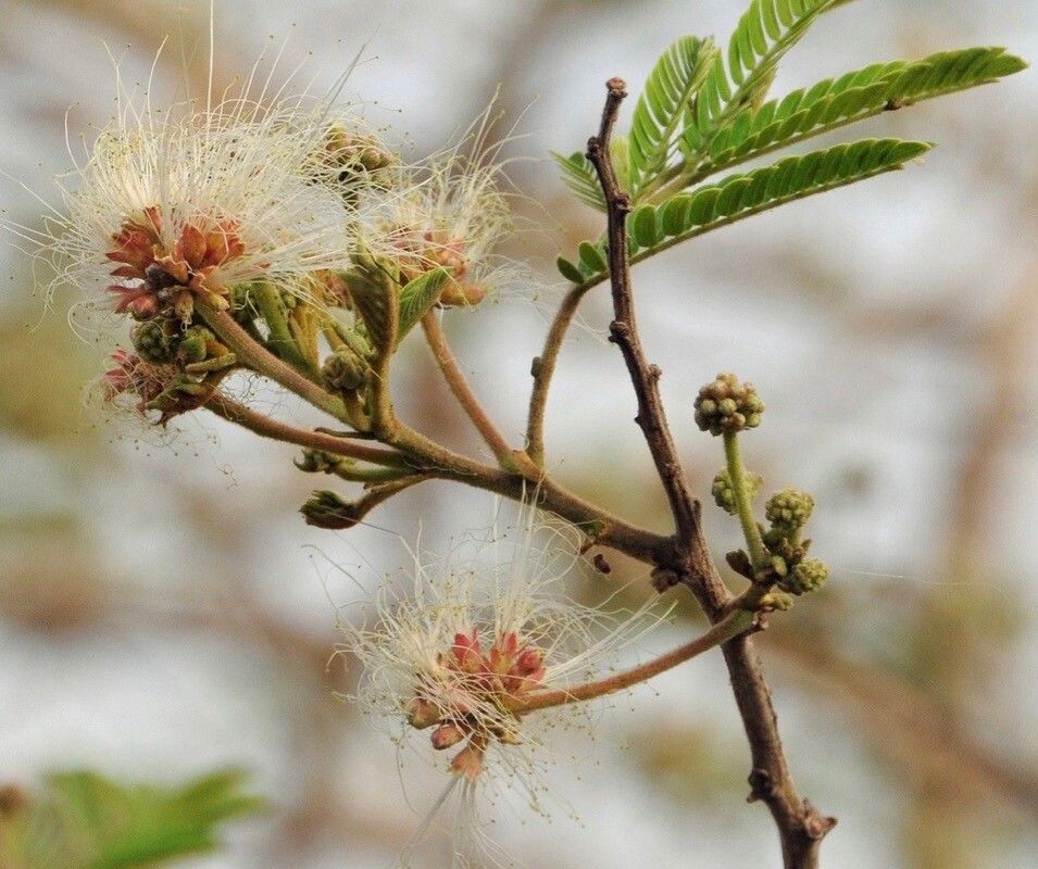 Albizia chevalieri — search result for 'Albizia'