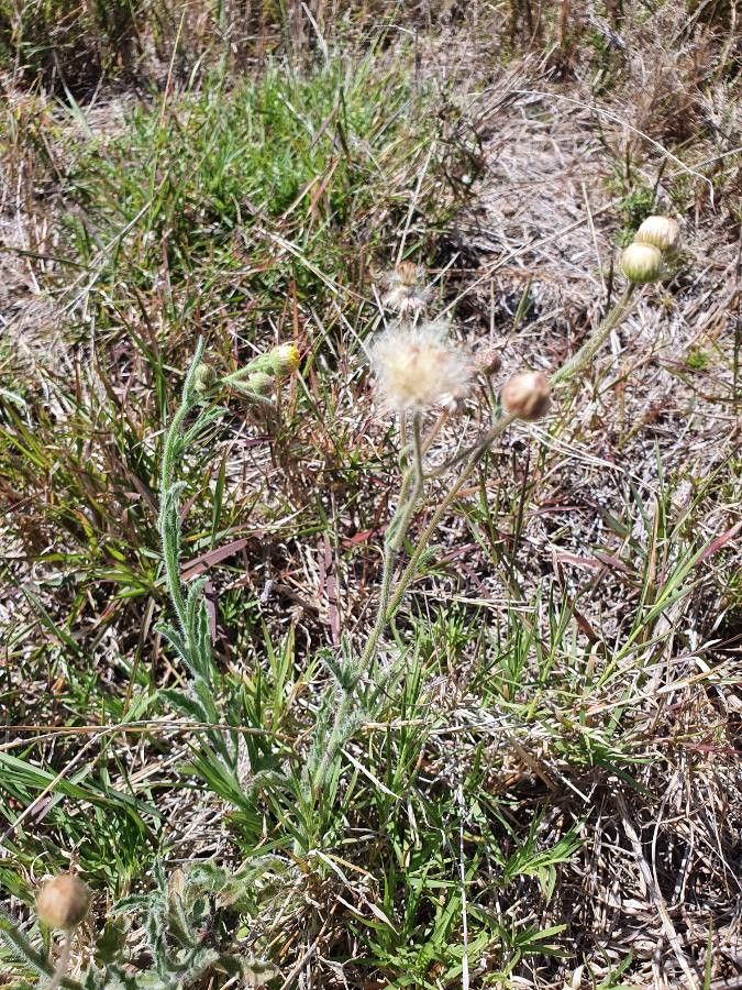 Conyza aegyptiaca fruit