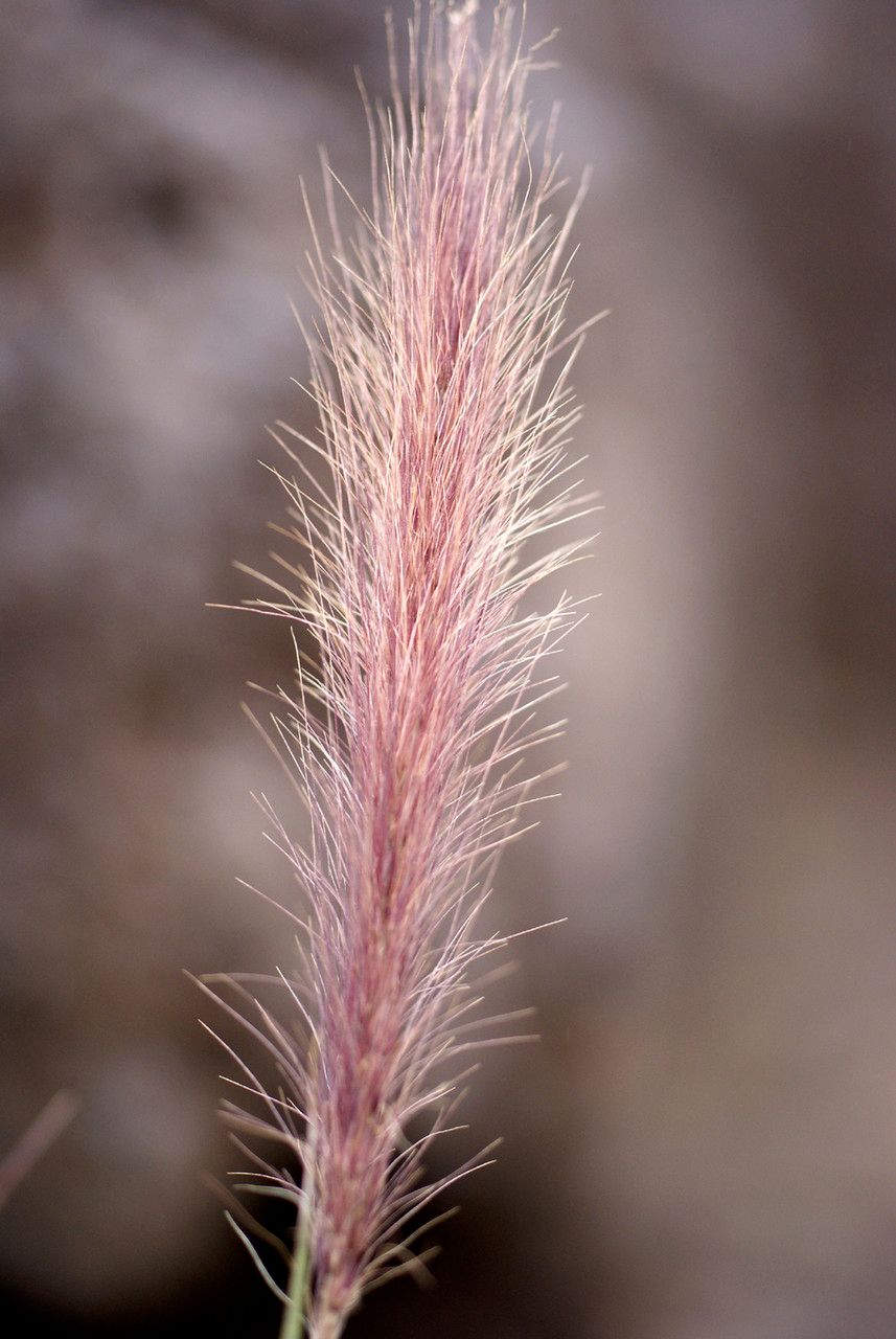 Pennisetum caffrum fruit